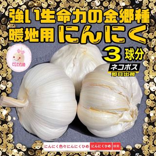 新物　3球分　食種兼用　強い金剛種　食用兼用　バラシて即出荷　にんにくひめ(野菜)