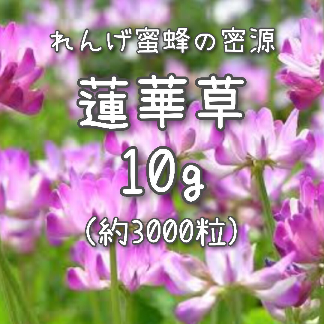 【蓮華草のタネ】10g 種子 種 れんげ草 レンゲ草 レンゲソウ 花 その他のその他(その他)の商品写真