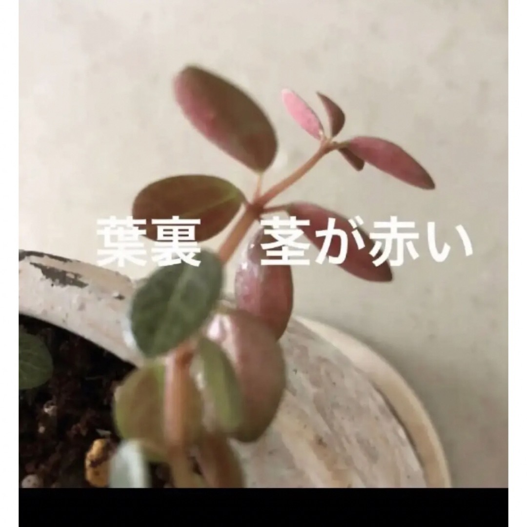 (ᵔᴥᵔ)♡発根苗♡ペペロミア　ルベラ　観葉植物 ハンドメイドのフラワー/ガーデン(その他)の商品写真
