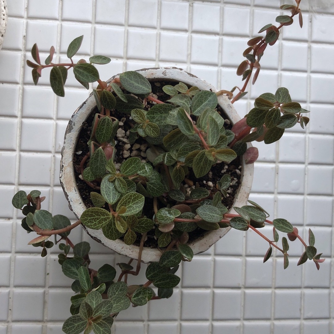 (ᵔᴥᵔ)♡発根苗♡ペペロミア　ルベラ　観葉植物 ハンドメイドのフラワー/ガーデン(その他)の商品写真