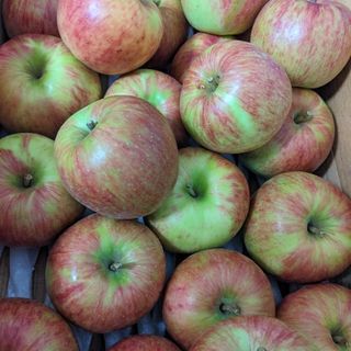 青森県産りんご　早採りリンゴ　　家庭用　加工用《ゴロゴロ詰》10kg(フルーツ)