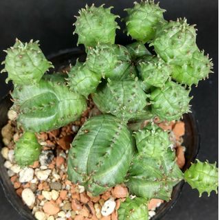 ユーフォルビア オベサブロー(aquatic plants様専用)(その他)