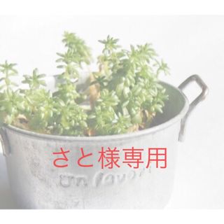 さと様専用　多肉植物 ハオルチア ドドソン・ピリフェラ錦Bセット(その他)