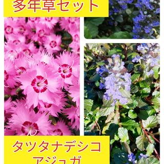 5苗セット★鮮やかピンク紫花★多年草★グランドカバー◎可愛くお洒落◎イングリッシ(その他)