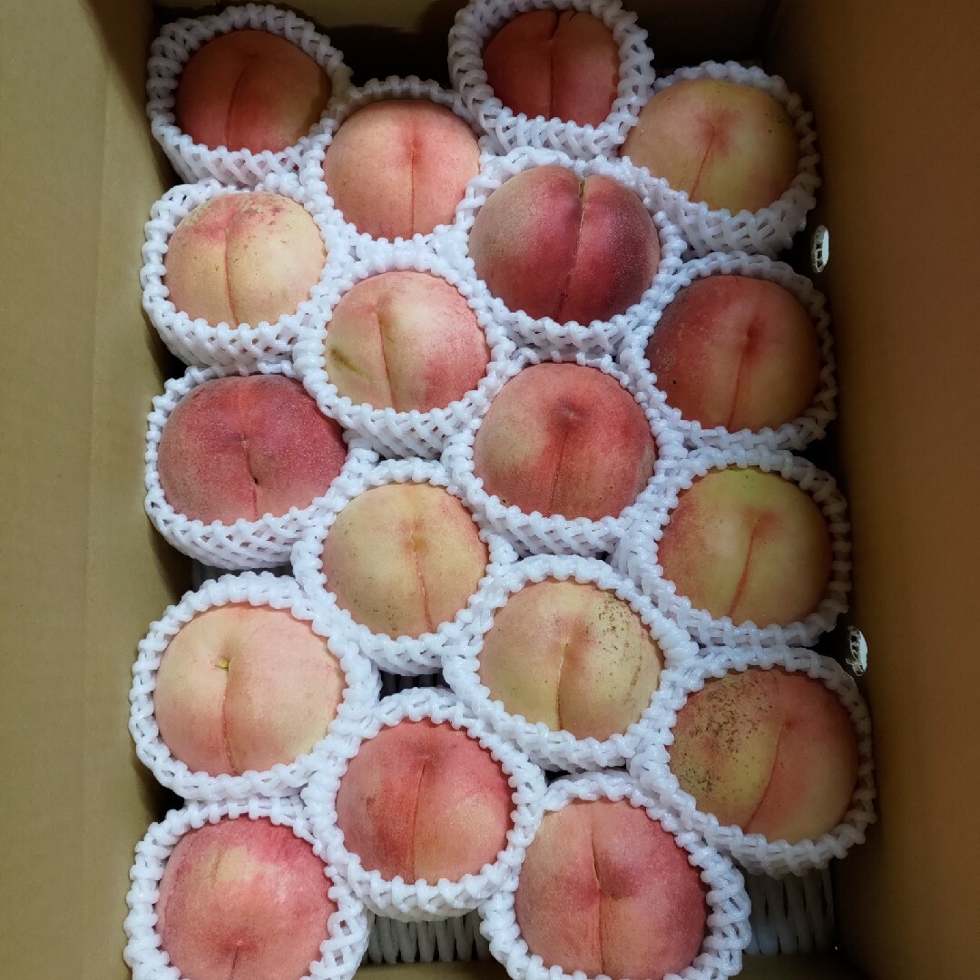桃　さくら白桃　ワケあり　中　5kg 食品/飲料/酒の食品(フルーツ)の商品写真
