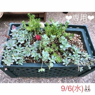 多肉植物❤︎寄せ植え❤︎鉢の中身全部抜いてお届け♪(その他)