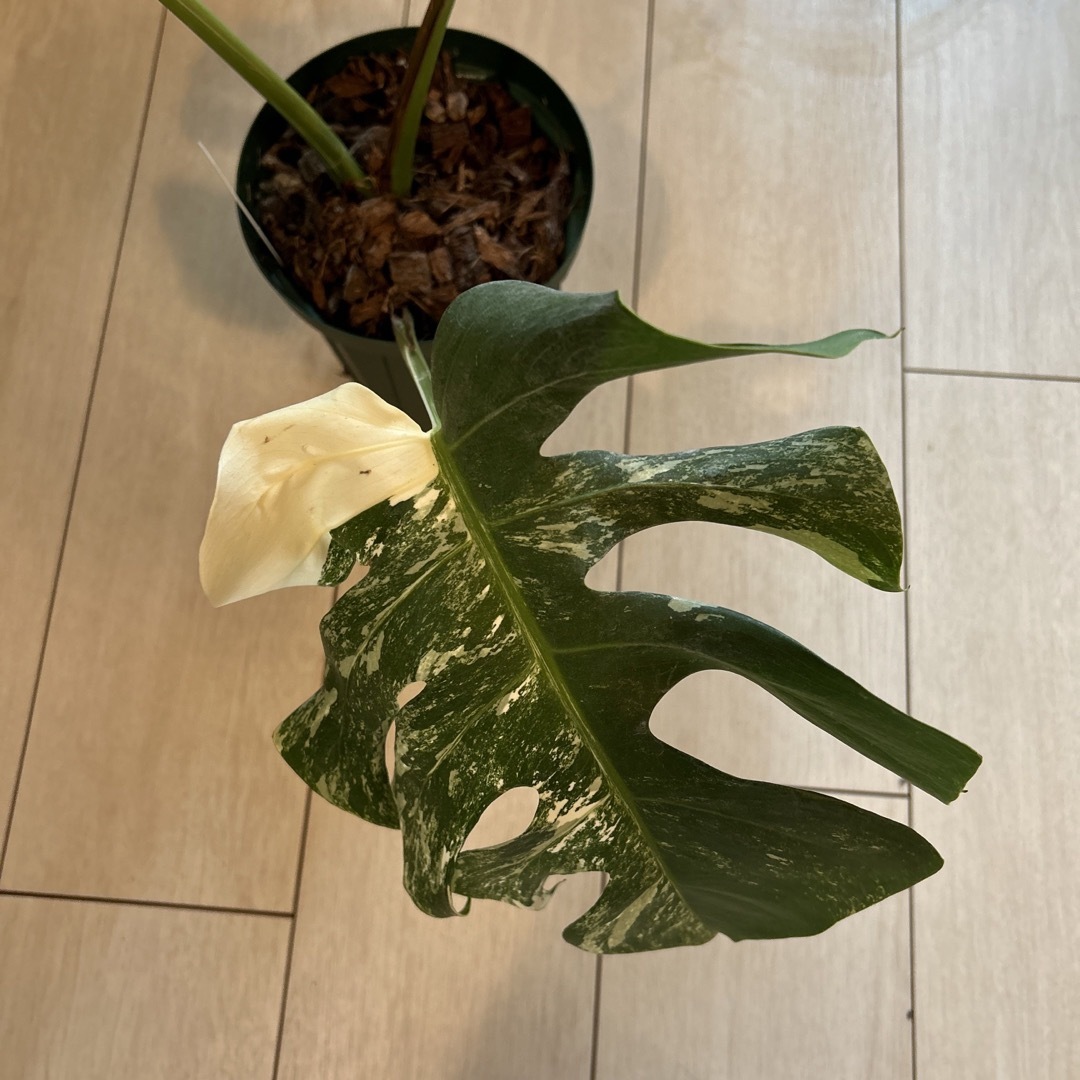 N9 斑入りモンステラ　ボルシギアナ　ホワイトタイガー　葉が３枚抜き苗