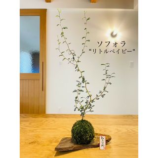 ソフォラ"リトルベイビー"の苔玉(その他)