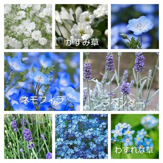 ブルー系セット♡かすみ草白、ラベンダー、ネモフィラ、わすれな草の種100粒(プランター)