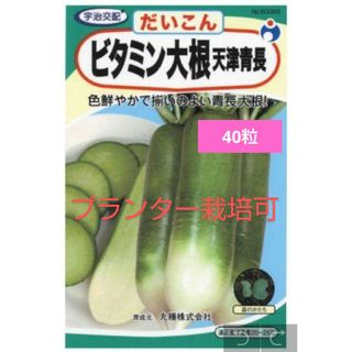 初心者向け ビタミン大根 家庭菜園 プランター サラダダイコン  野菜種(野菜)