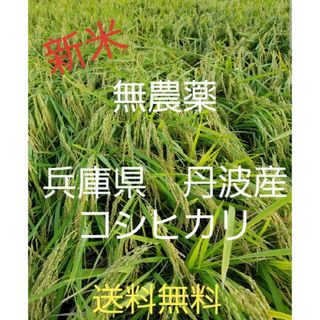 令和5年　兵庫県丹波産 農薬、除草剤不使用　新米コシヒカリ5キロ(米/穀物)