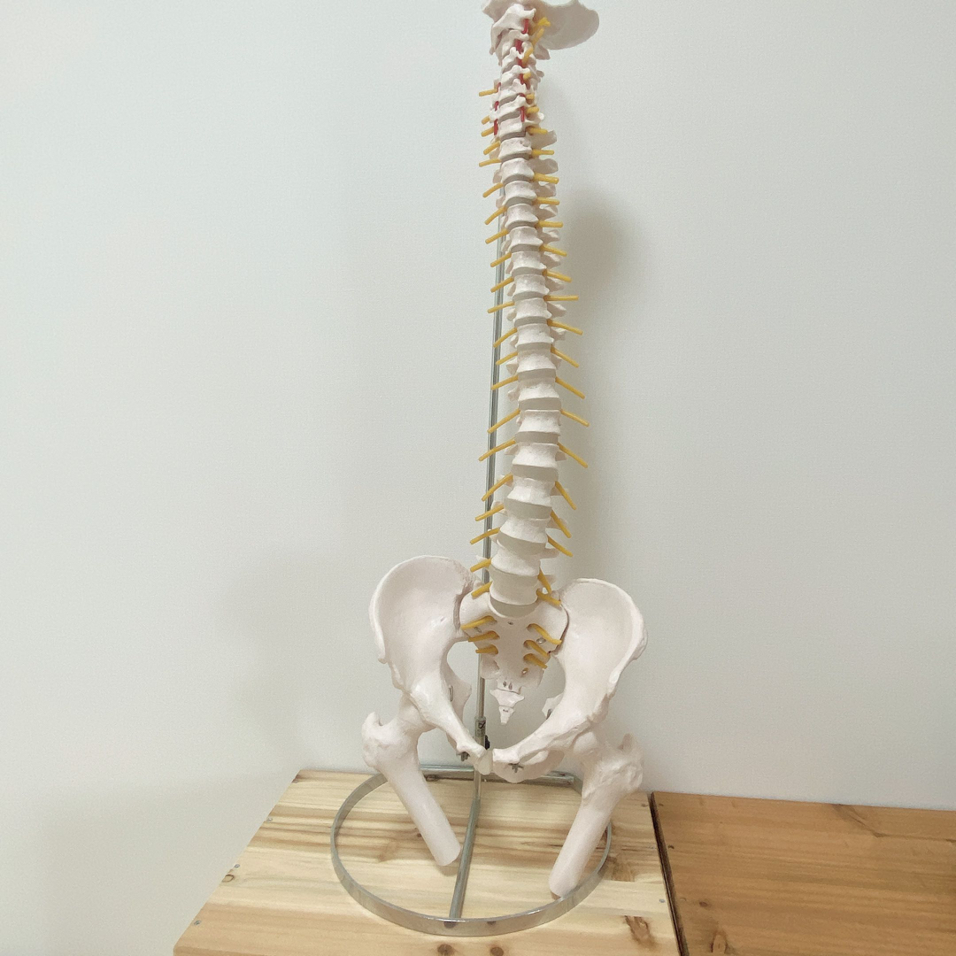 【大幅値下げ中】背骨脊柱骨格標本（骨盤大腿骨付き）