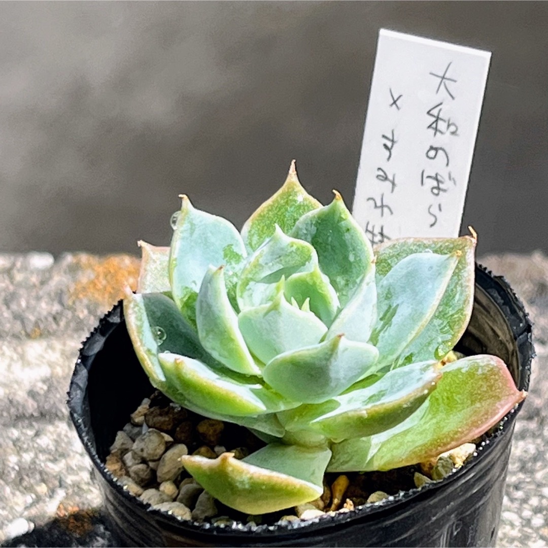 多肉植物 小苗セットK おらいさん青札 他 ネコポスの通販 by 多肉植物 小苗セットK おらいさん青札 他 ネコポスの通販 by