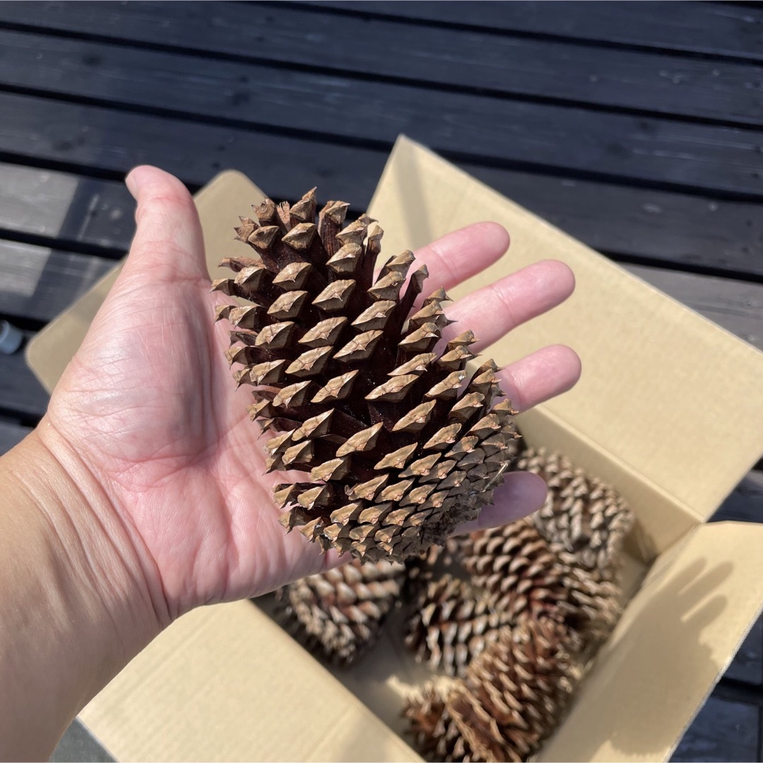 松ぼっくり　大玉　西洋松種　22個　素材 ハンドメイドの素材/材料(その他)の商品写真