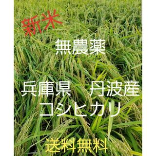 令和5年　兵庫県丹波産 農薬、除草剤不使用　新米コシヒカリ10キロ(米/穀物)