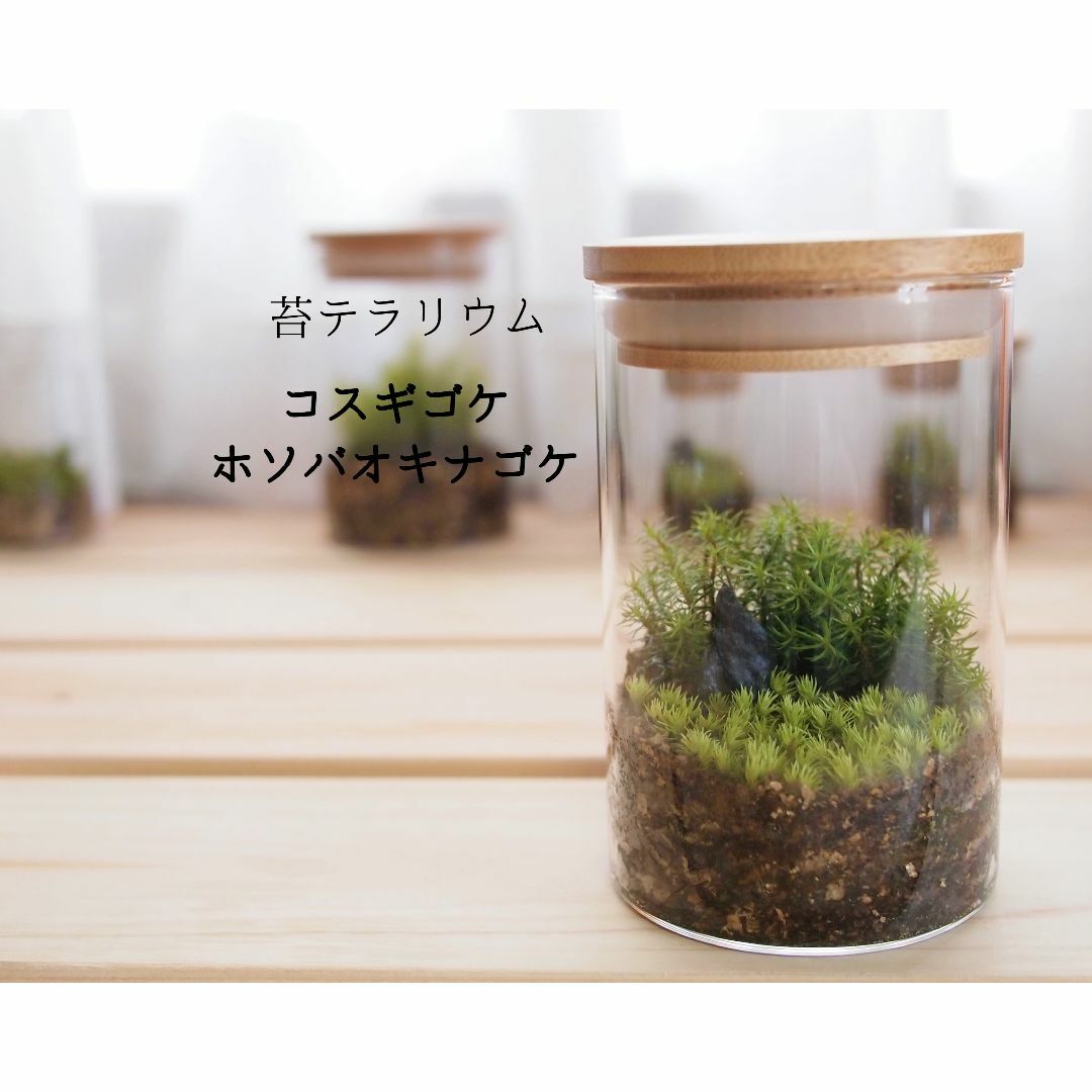 苔テラリウム コスギゴケ・ホソバオキナゴケ | フリマアプリ ラクマ