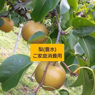 梨(豊水)訳ありご家庭消費用 約3kg(フルーツ)