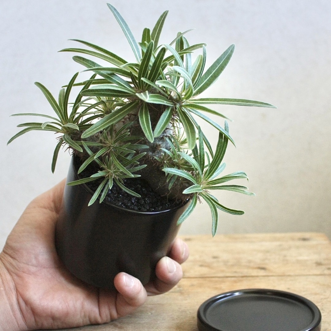 パキポディウム　グラキリス　実生4年目　陶器鉢付き　塊根植物　観葉植物