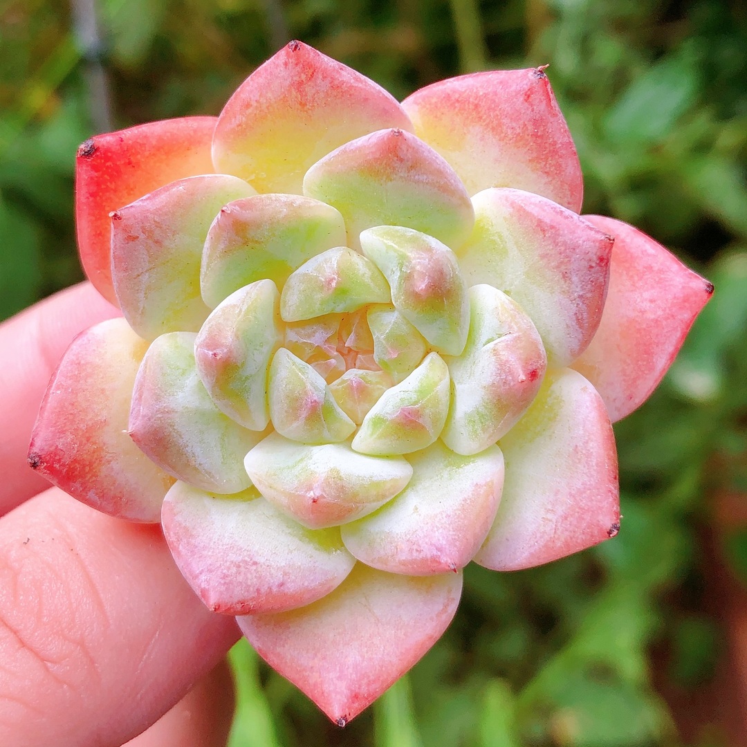 ピンクダイヤモンド　可愛い　多肉植物 ハンドメイドのフラワー/ガーデン(その他)の商品写真