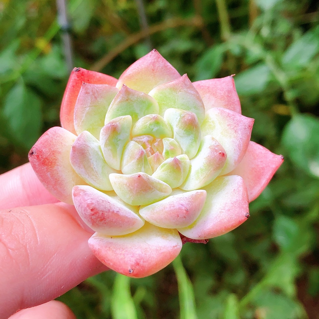 多肉植物　ピンクダイヤモンド