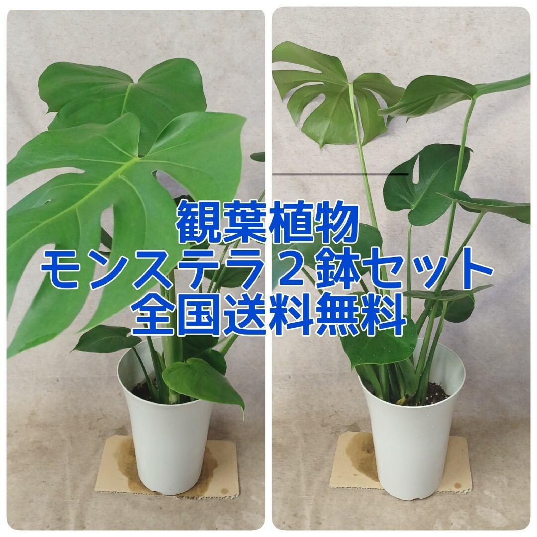 観葉植物モンステラ２鉢セット【全国送料無料】 インテリア/住まい/日用品のインテリア/住まい/日用品 その他(その他)の商品写真