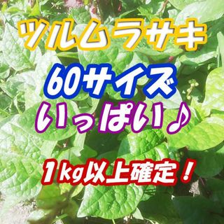 60サイズ*1kg*送料無料*ツルムラサキいっぱい♪静岡県産*無農薬*農家直送(野菜)