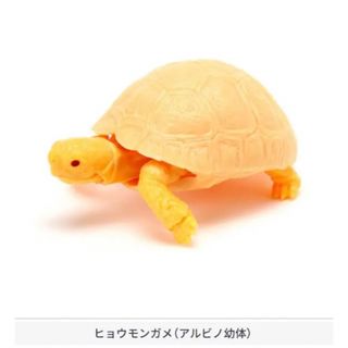 ★フィギュア★いきもの大図鑑　ガチャ　かめ06  ヒョウモンガメ　アルビノ幼体(その他)