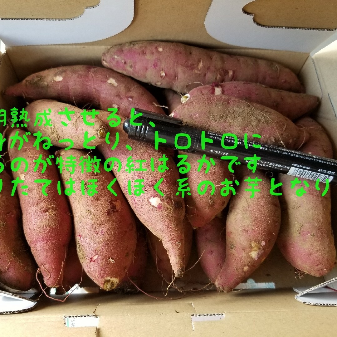 24ｷﾛR5年度新物初物サツマイモ 紅はるか家庭用Sサイズ茨城県土付減農薬栽培 食品/飲料/酒の食品(野菜)の商品写真