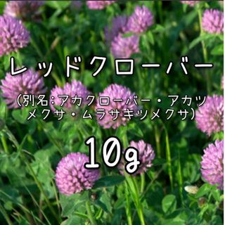 【レッドクローバーのタネ】10g 種子 赤クローバー アカクローバー 緑肥 花(その他)