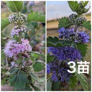 花苗　ダンギク　段菊　根付き　抜き苗　3苗（ピンク・紫　これから花が咲きます）　(プランター)