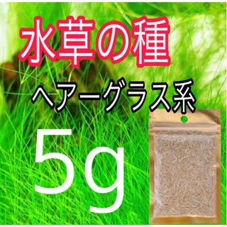 種から育てる水草　水草の種【ショートヘアーグラス系】5g(アクアリウム)