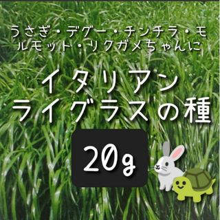 【イタリアンライグラスのタネ】20g 種子 種 牧草 ペット 餌 おやつ うさぎ(小動物)