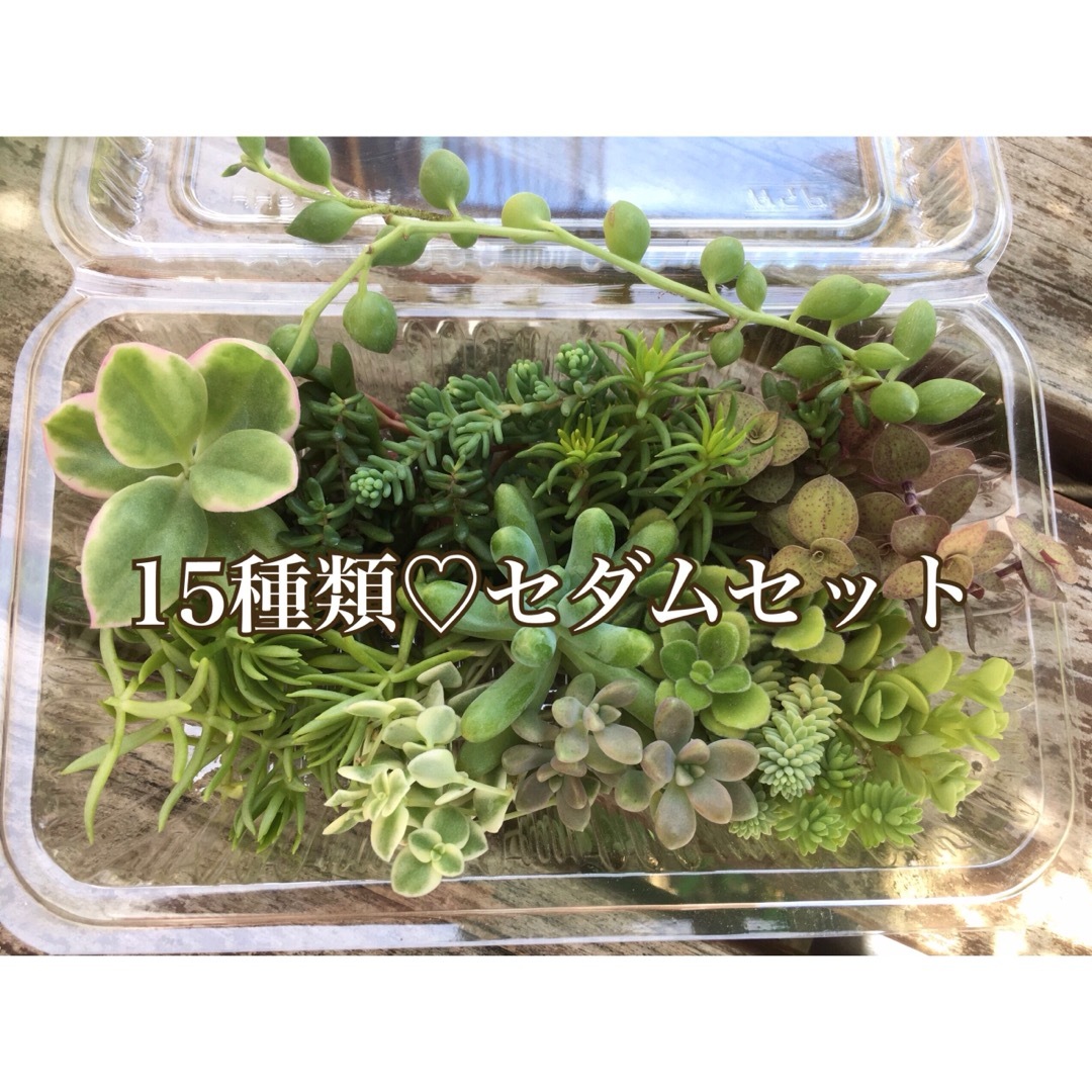 多肉植物　たっぷりセダムセット(15種類以上) ハンドメイドのフラワー/ガーデン(その他)の商品写真