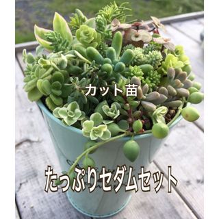 多肉植物　たっぷりセダムセット(15種類以上)(その他)