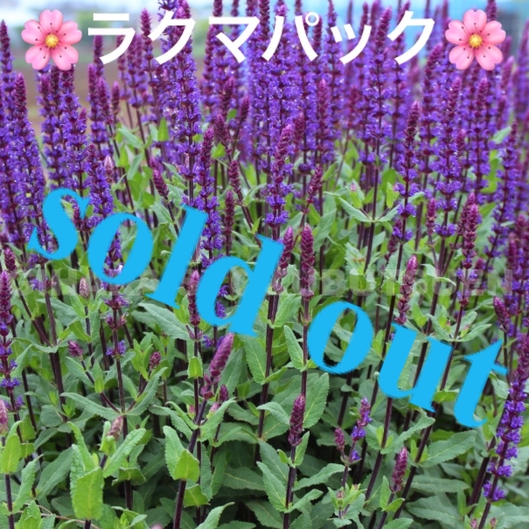 ????sold out????《サルビア　ネモローサ　カラドンナ苗　複数株植え　宿根草》