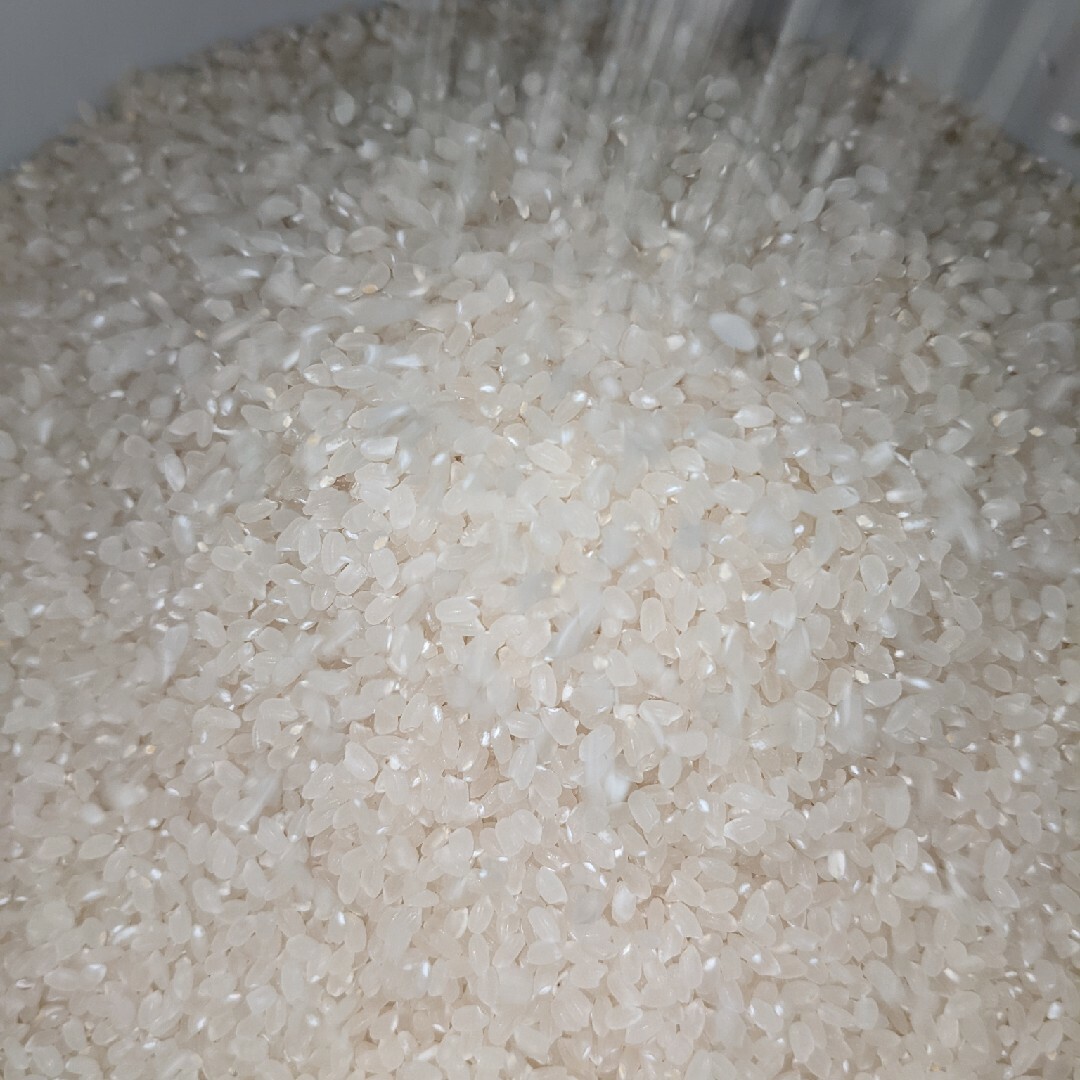 収穫前SALE✾令和④年産✾特別栽培米✾福井県産コシヒカリ✾玄米10㌔✾精米付✾