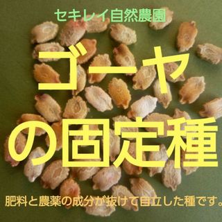 自然農法　ゴーヤ（さつま大長れいし）の固定種(野菜)