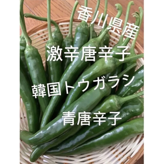 国内産 新鮮無農薬激辛生青トウガラシ 400g(野菜)