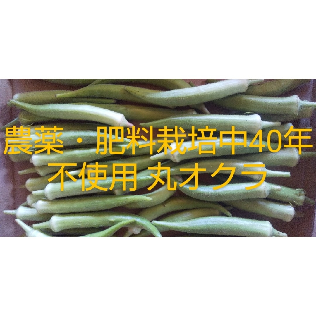オクラ 450g(最低30本) 食品/飲料/酒の食品(野菜)の商品写真