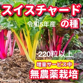 スイスチャード種【220粒以上】★令和5年産・無農薬栽培の種(野菜)