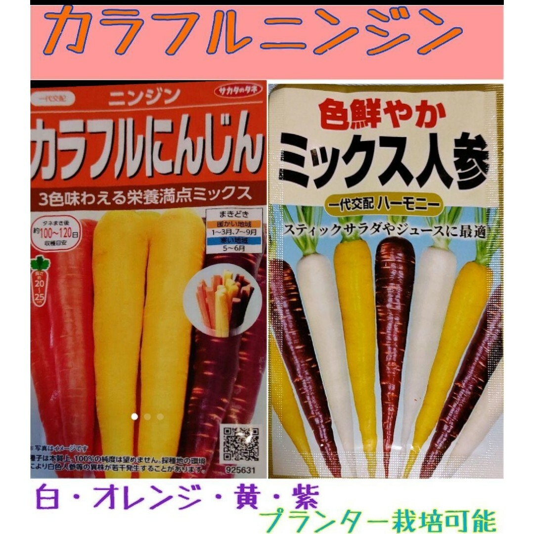 カラフルニンジン 野菜種 家庭菜園 にんじん プランター 食品/飲料/酒の食品(野菜)の商品写真