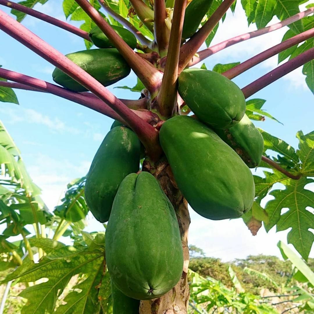 とれたて島野菜！沖縄産青パパイヤおまかせ2kg以上！サラダや炒め物にも！ 食品/飲料/酒の食品(野菜)の商品写真