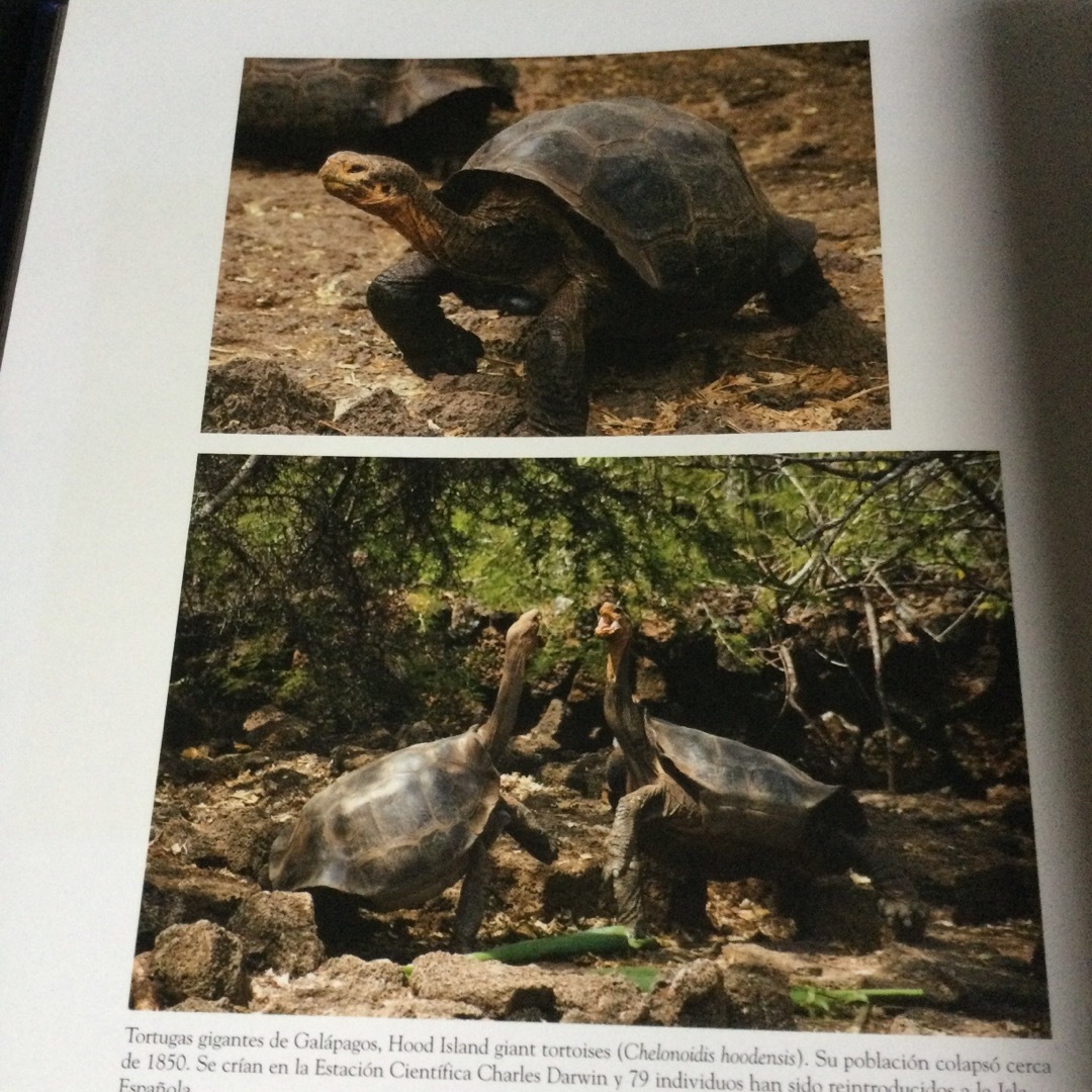 エクアドル　写真集　洋書　スペイン語　ガラパゴス　自然　動物　南米　南アメリカ エンタメ/ホビーの本(洋書)の商品写真