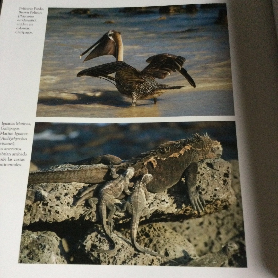 エクアドル　写真集　洋書　スペイン語　ガラパゴス　自然　動物　南米　南アメリカ エンタメ/ホビーの本(洋書)の商品写真