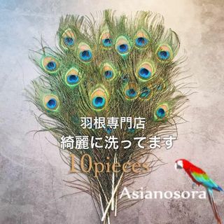【クジャク 10枚】孔雀の羽根 目玉 パーツ 鳥の羽根 インテリア