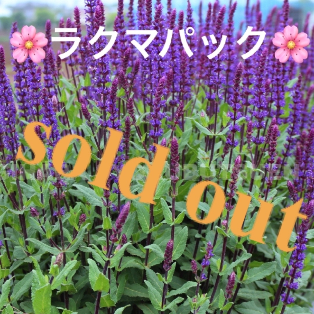 フラワー/ガーデン????sold out????《サルビア　ネモローサ　カラドンナ苗　宿根草　複数株植え》