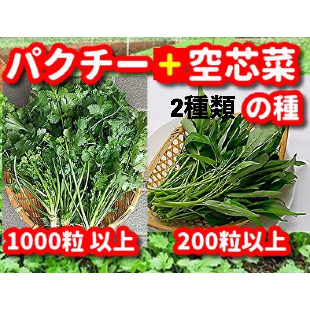 パクチーの種＋空芯菜の種の2種類セット 食品/飲料/酒の食品(野菜)の商品写真