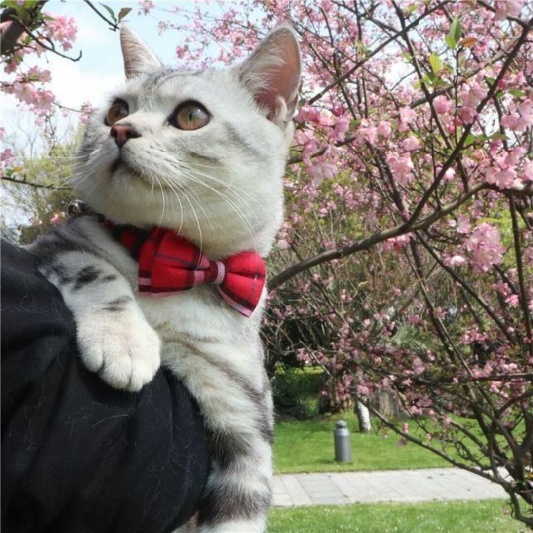 猫用首輪 ピンク　リボン 安全バックル 鈴付き キャットグッズ 人気 その他のペット用品(猫)の商品写真