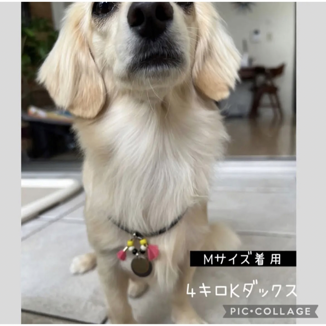 迷子札チョーカータイプ⭐︎オーダーメイド⭐︎タッセル付きチョーカー⭐︎犬猫用 ハンドメイドのペット(ペット服/アクセサリー)の商品写真