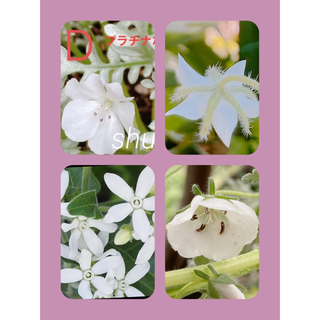 秋まき種　60粒　ホワイト系花たち(プランター)